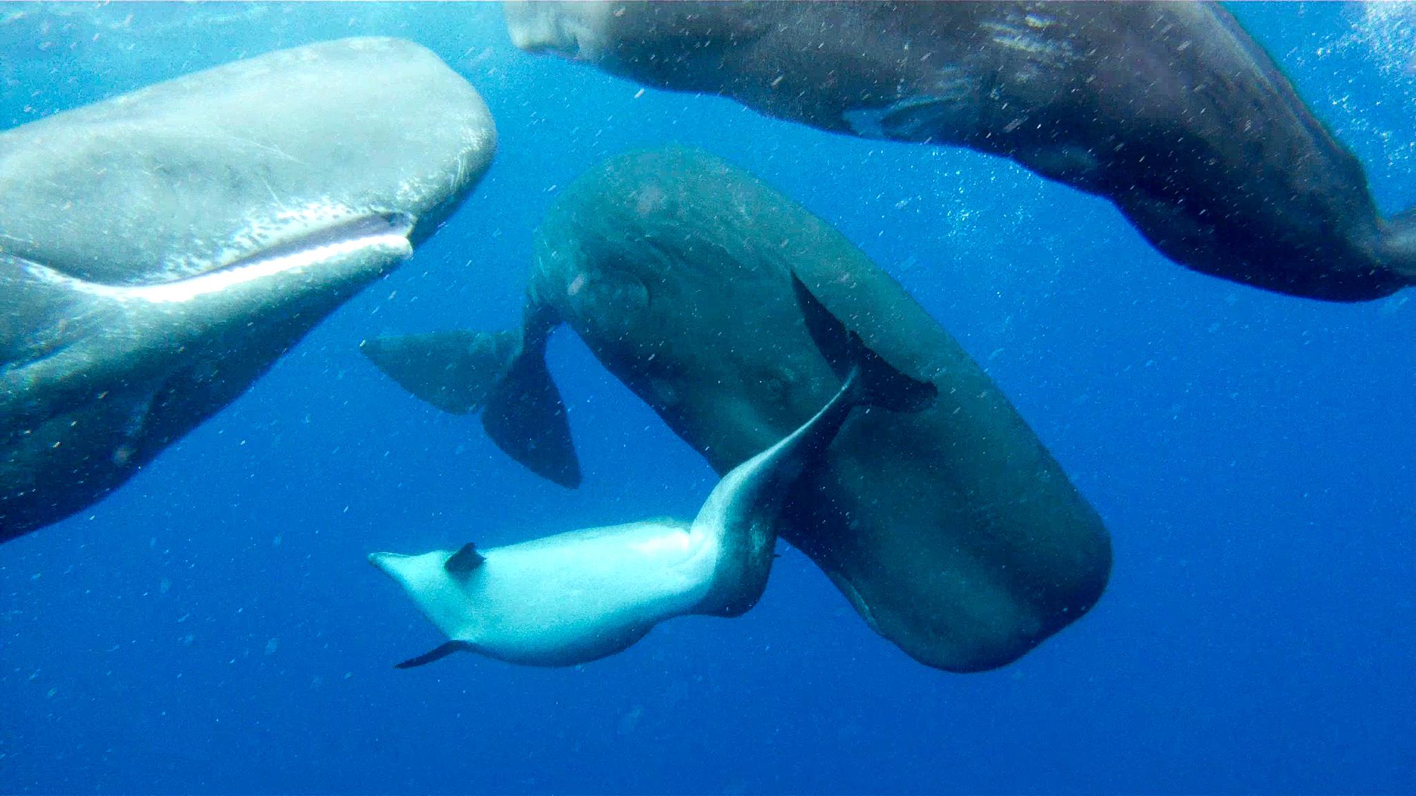 A deformed bottlenose dolphin was adopted by a family of sperm whales, apparently.