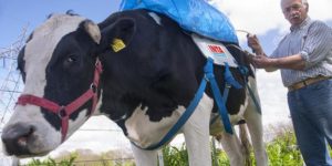 These backpacks for cows collect the methane from their farts and store it for energy