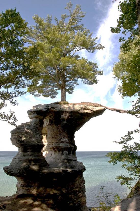 Tree roots extend across a gap to the mainland for nutrients