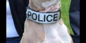 New York’s first pit bull police dog. VVVV bad boy ðŸ•