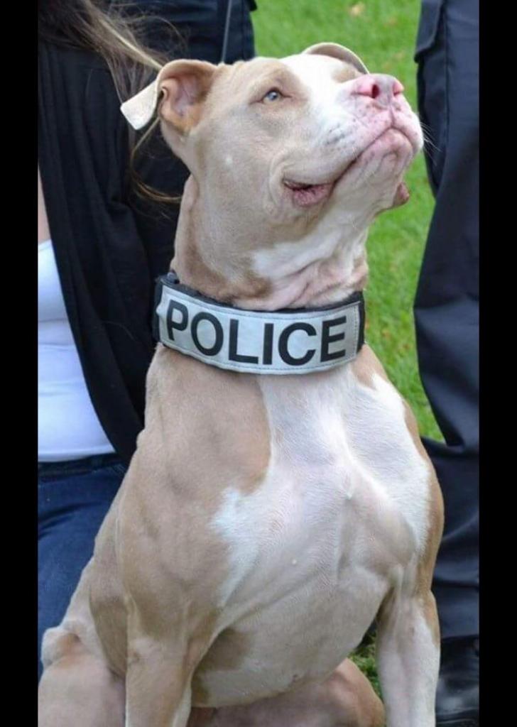 New York's first pit bull police dog. VVVV bad boy ðŸ•