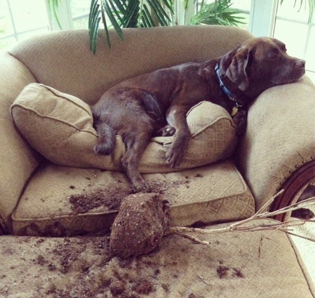 Carrying a tree into the house must be exhausting