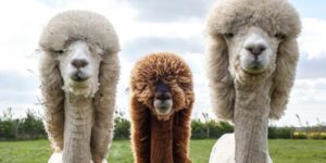 These Llamas could rock an album cover