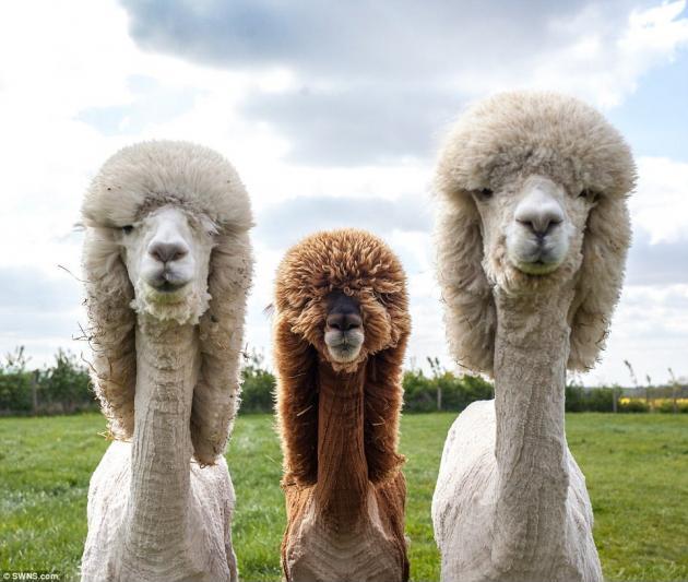 These Llamas could rock an album cover