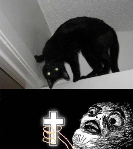 BAD CAT! WHY?!