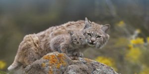 A bobcat and its bobkitten.