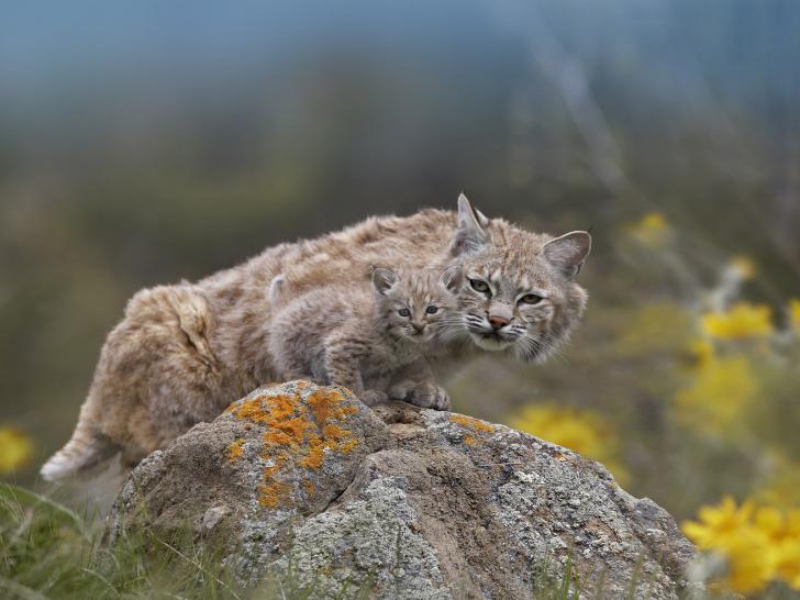 A bobcat and its bobkitten.