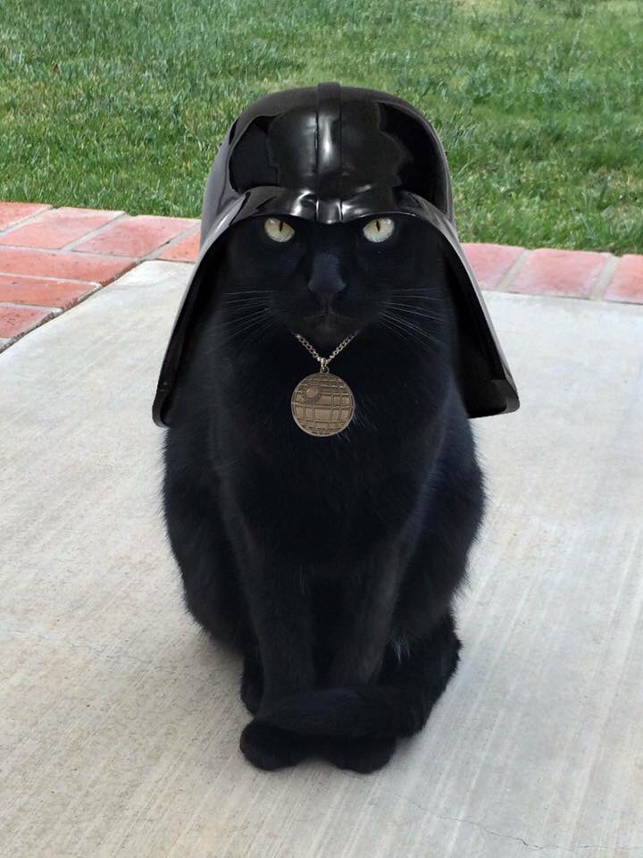 I find your lack of treats disturbing