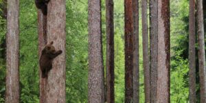 Climbing bear cubs.