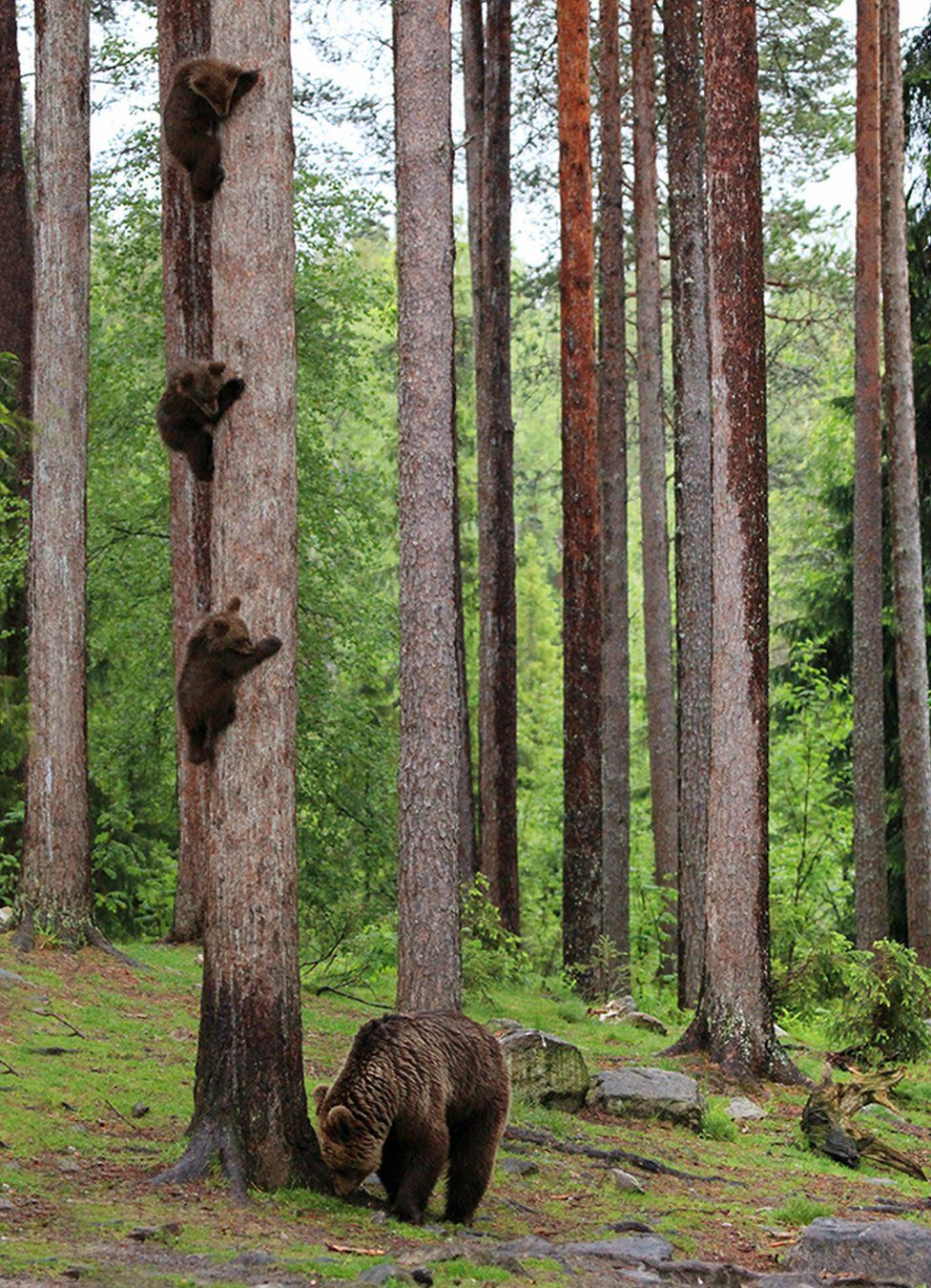 Climbing bear cubs.