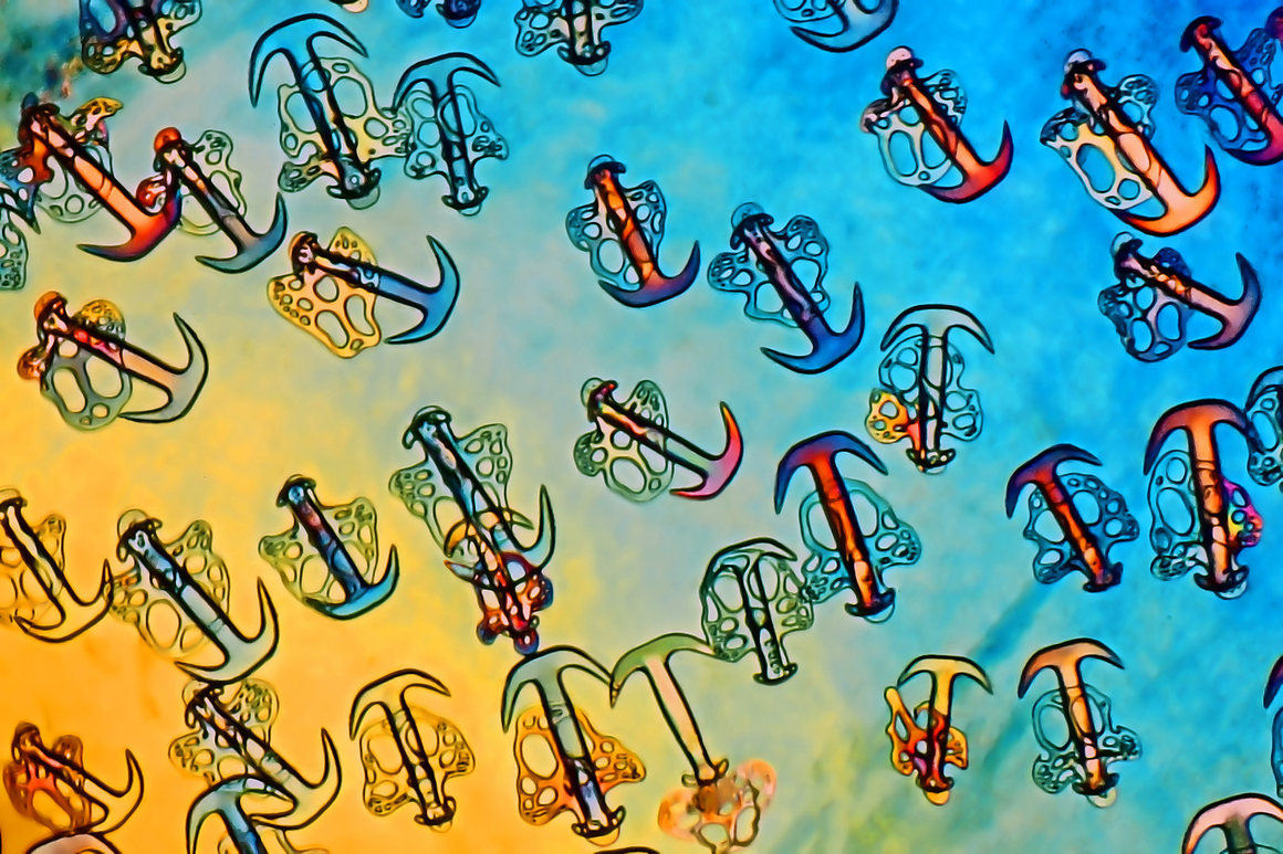 Sea cucumbers have microscopic anchors on their skin âš“