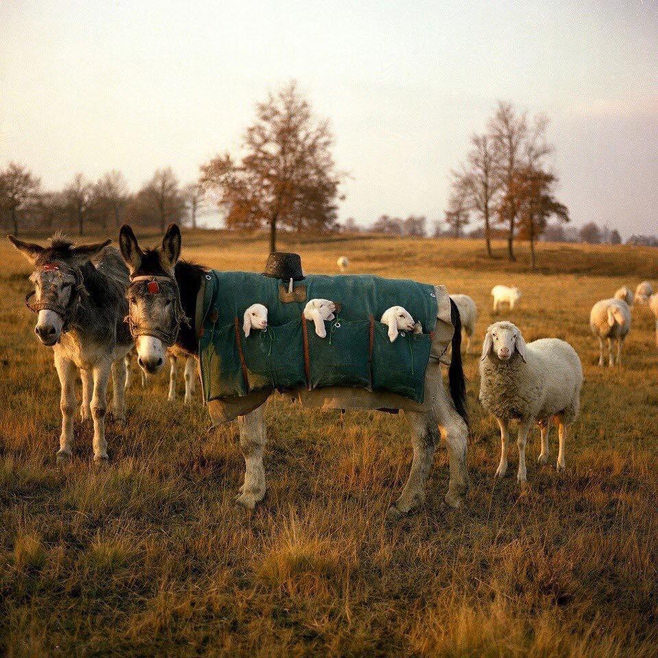 Italian sheep hauling.