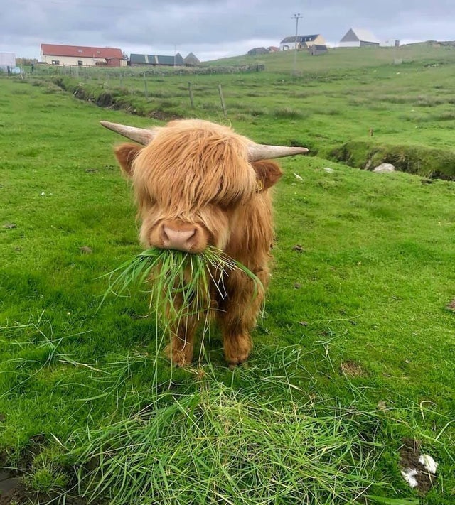 Lil' fluff does a munch.