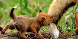 Little fox doing a nom