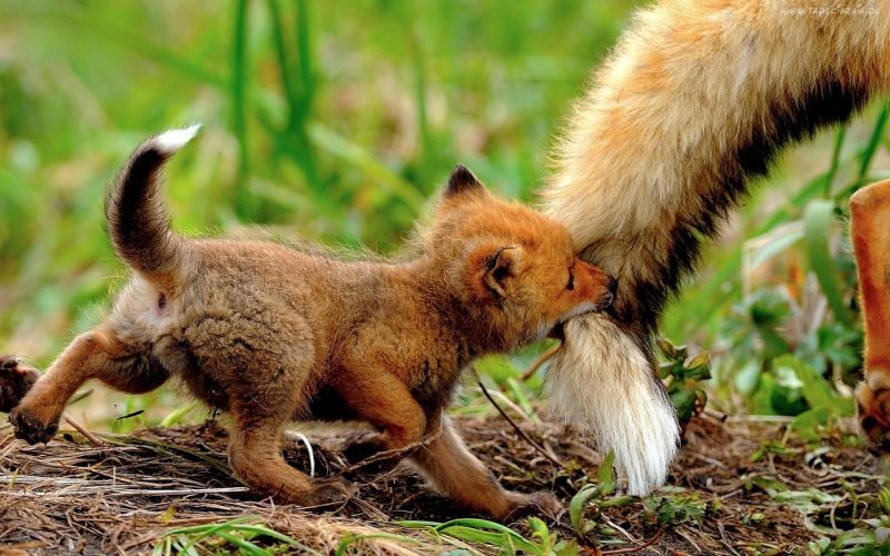 Little fox doing a nom