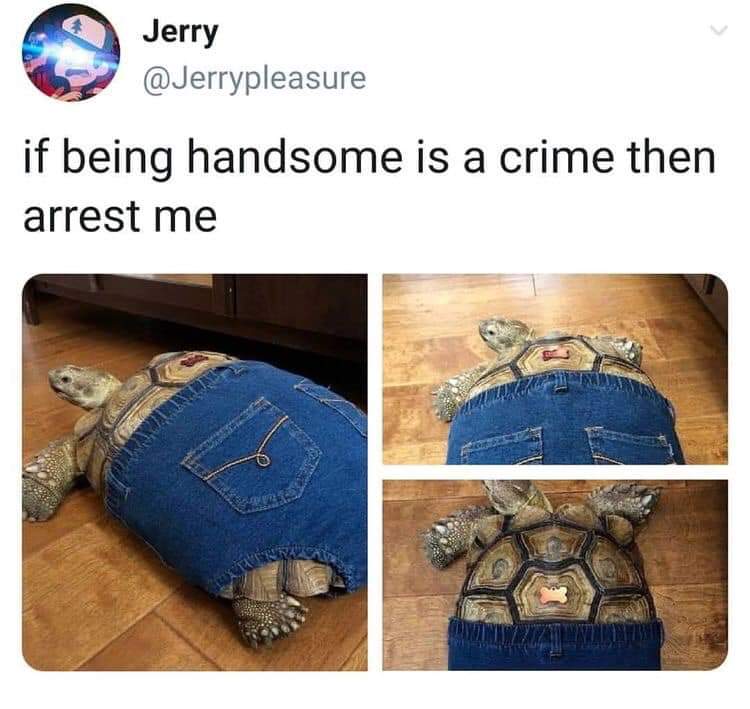 If a tortoise wore pants...