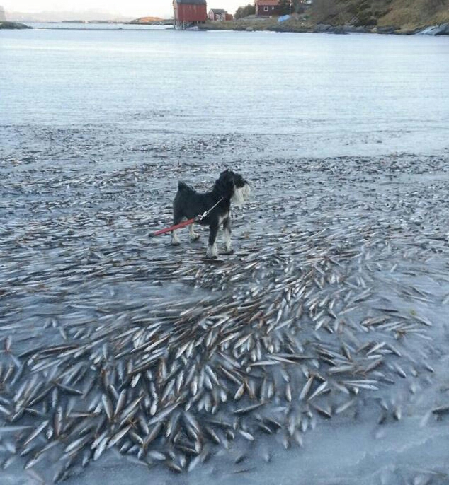 The schools are frozen in Norway.