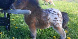 A baby mini Apaloosa horse