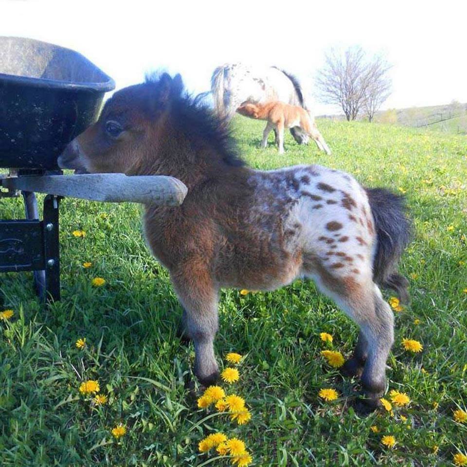 A baby mini Apaloosa horse