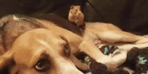 Rescue dog makes hamster friend.
