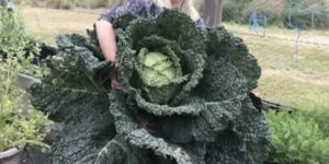 Human Sized Cabbage Grown in Tasmania