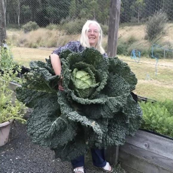 Human Sized Cabbage Grown in Tasmania