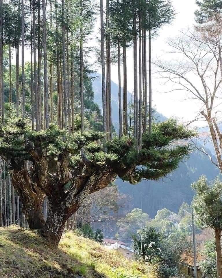 A 14th century Japanese lumber production technique. 