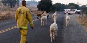 California firefighter herding a gaggle of Alpacas to safety.