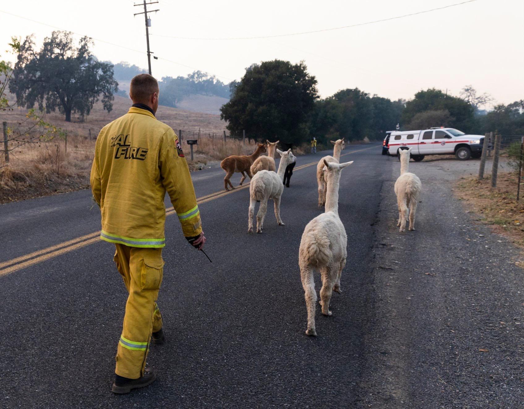 California firefighter herding a gaggle of Alpacas to safety.