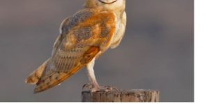 You have been subscribed to Barn Owl Fact!