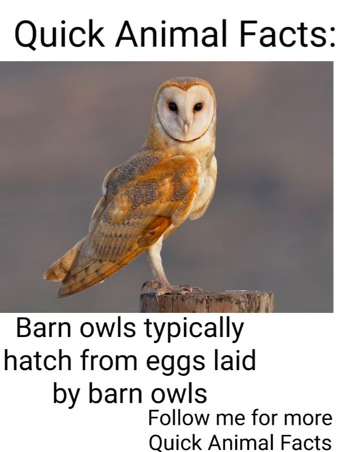 You have been subscribed to Barn Owl Fact! 