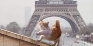 La chatte de Paris.