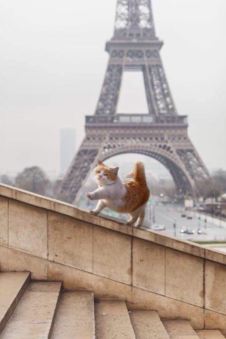 La chatte de Paris.
