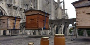 The bees whom survived the flames of CathÃ©drale de Notre-Dame