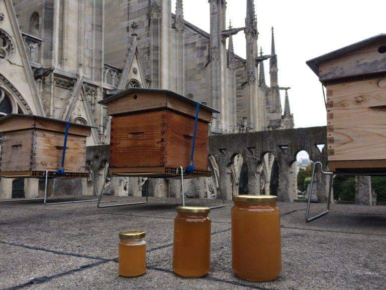 The bees whom survived the flames of CathÃ©drale de Notre-Dame