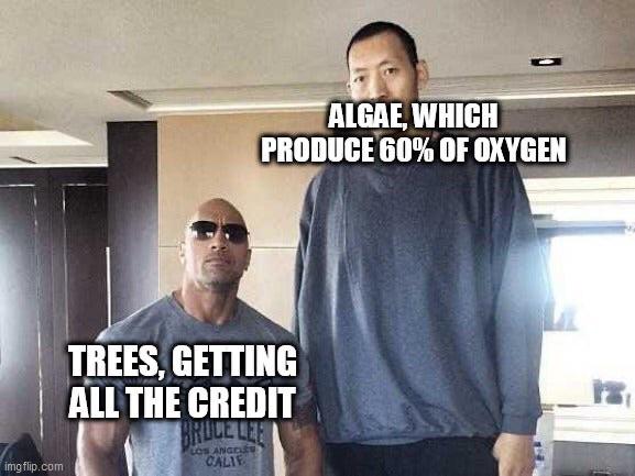 I would watch the war between algae and Ents.