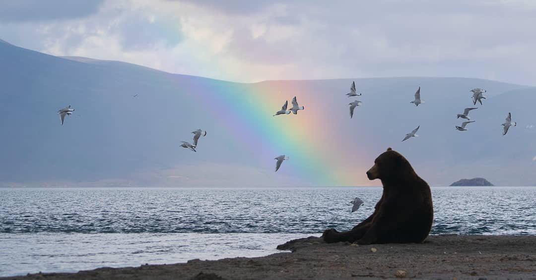 Bears enjoy their surroundings from time to time.