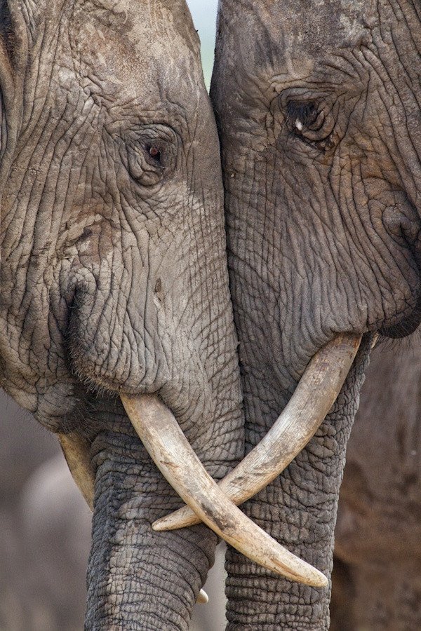 Elephant love.