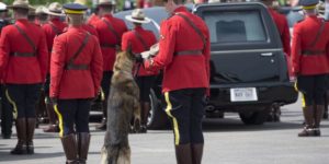 K9 dog Danny, sniffs the stetson of his partner, slain Const. David Ross, during the funeral procession for three RCMP officers who were killed on duty.