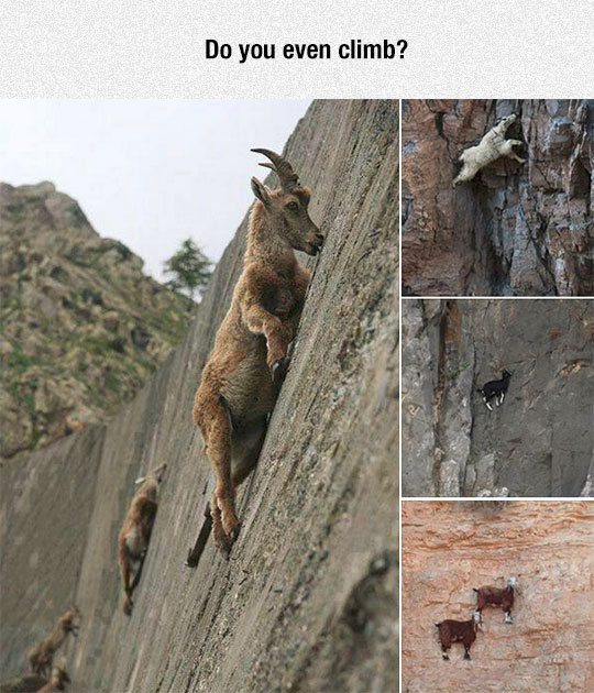 Goats Are Crazy