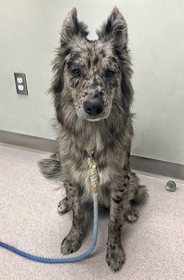 Greywolf floof