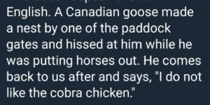 Beware the Cobra Chicken