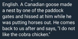 Beware+the+Cobra+Chicken