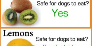 Which fruits can a dog eat?