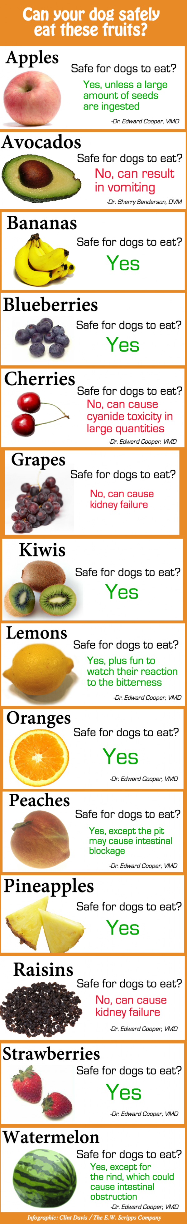 Which fruits can a dog eat?