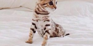 Bengal Kitten is the cutest, basically.