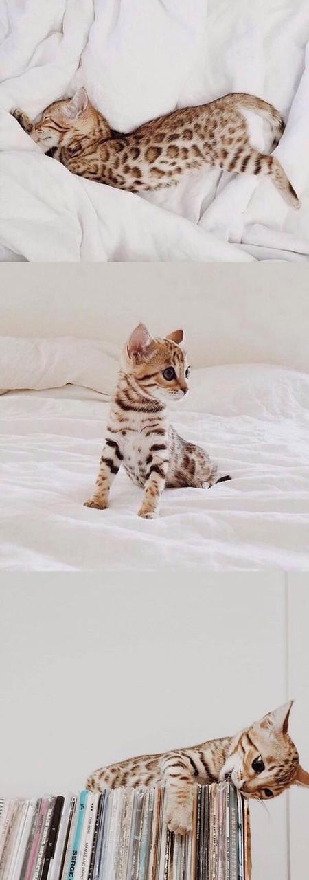 Bengal Kitten is the cutest, basically.