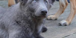 Blue German Shepherd