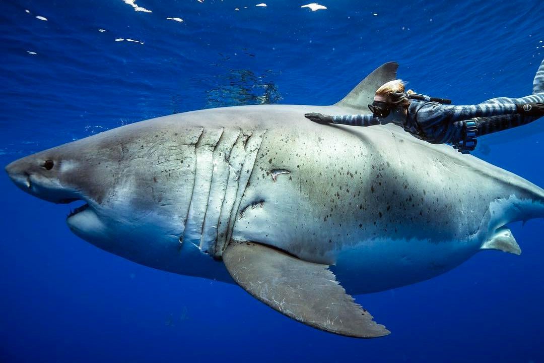 The world's most dangerous predator swimming next to a 21-foot great white shark.