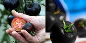 UK garden center grows Britain’s first black tomatoes which contains anthocyanins, an oxidant believed to help fight cancer, diabetes and obesity